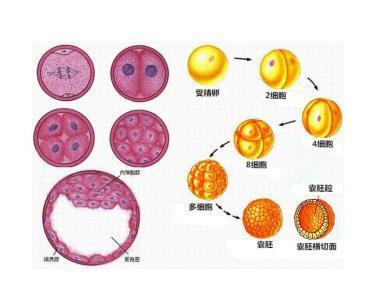 黄石每八对夫妇中就有一对不孕不育--供卵试管婴儿是否胜过一代